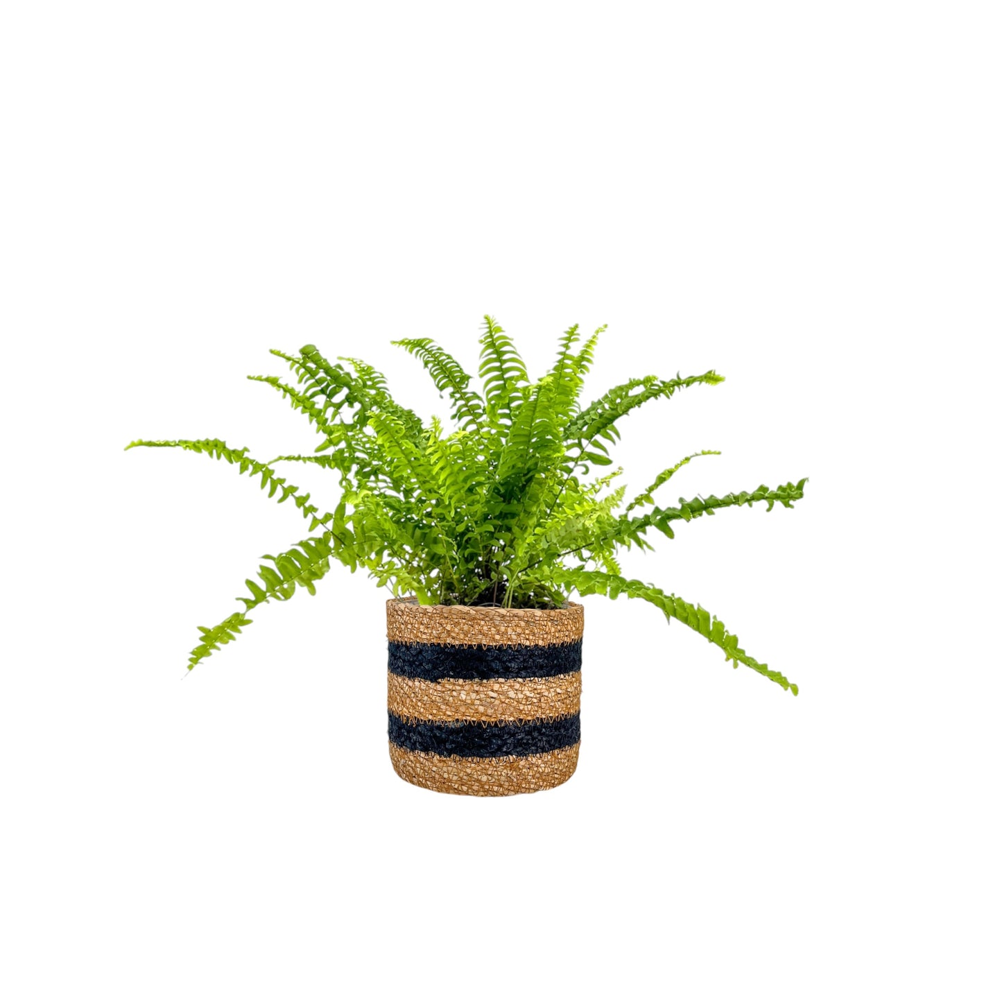 Fern 12cm Mix in Basket - Green Plant The Horti House