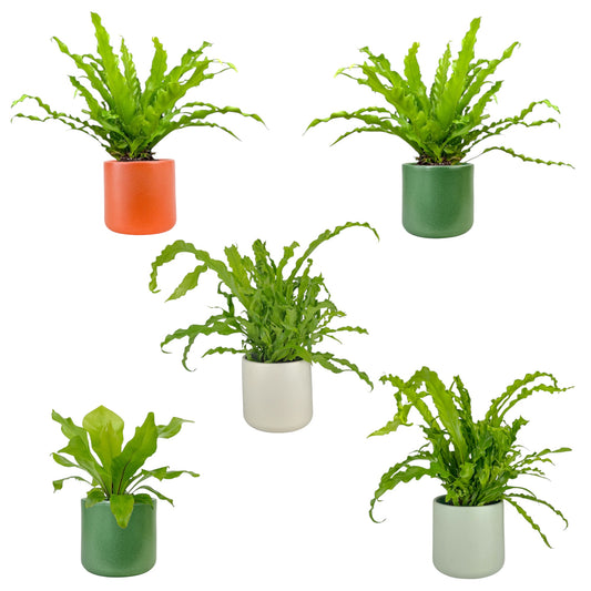 Asplenium 12cm Mix in Cambridge Ceramic