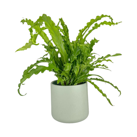Asplenium 12cm Mix in Cambridge Ceramic