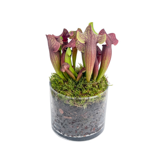 Carnivorous 12cm Sarracenia in Glass Planter - Carnivorous The Horti House