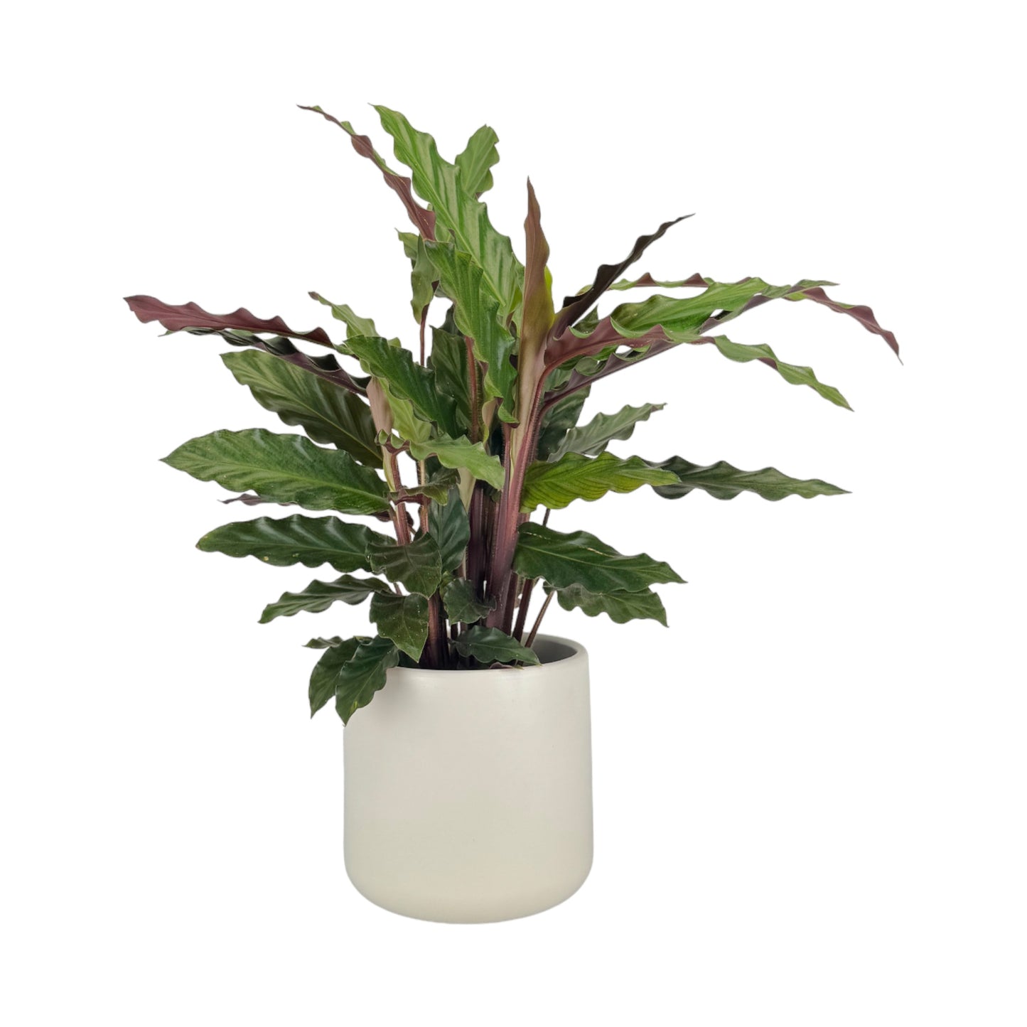 Calathea 12cm Mix in Cambridge Ceramic