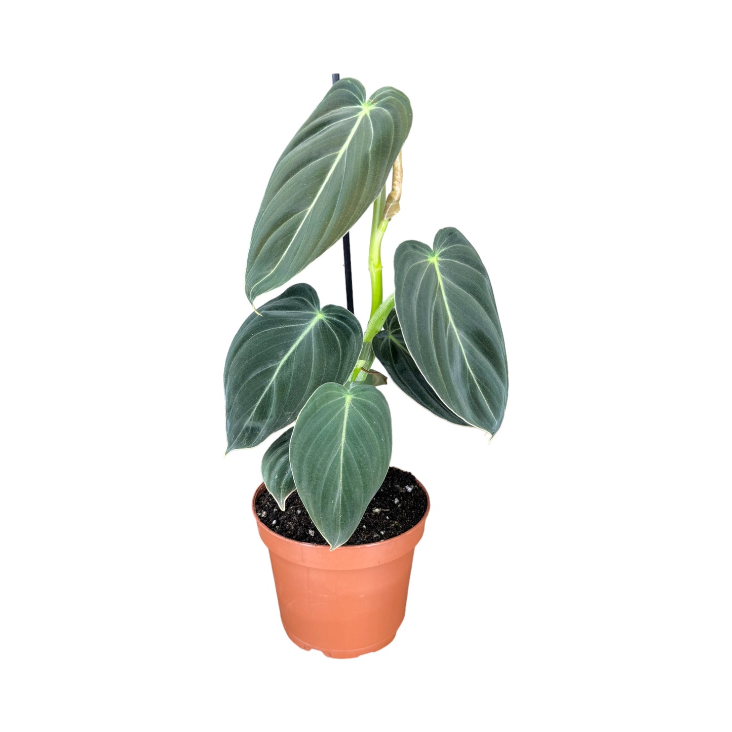 Philodendron 12cm Melanochrysum