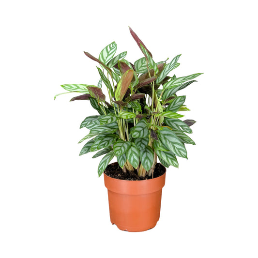 Calathea 12cm Compactstar - British