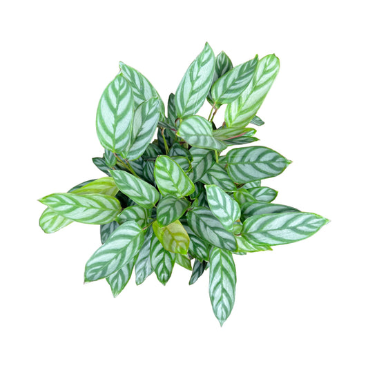 Calathea 12cm Compactstar - British