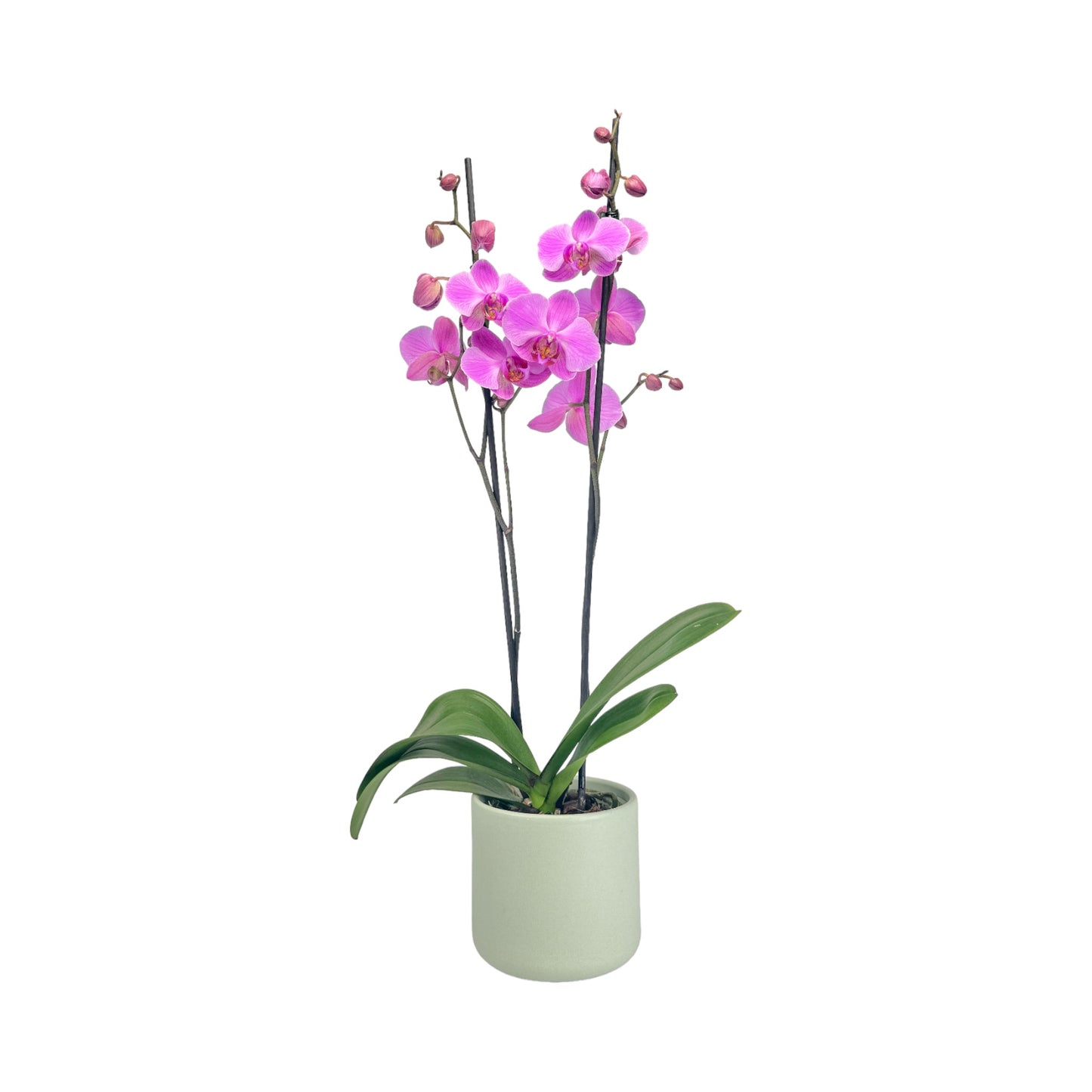 Phalaenopsis 12cm Twin Stem Pink in Cambridge Ceramic