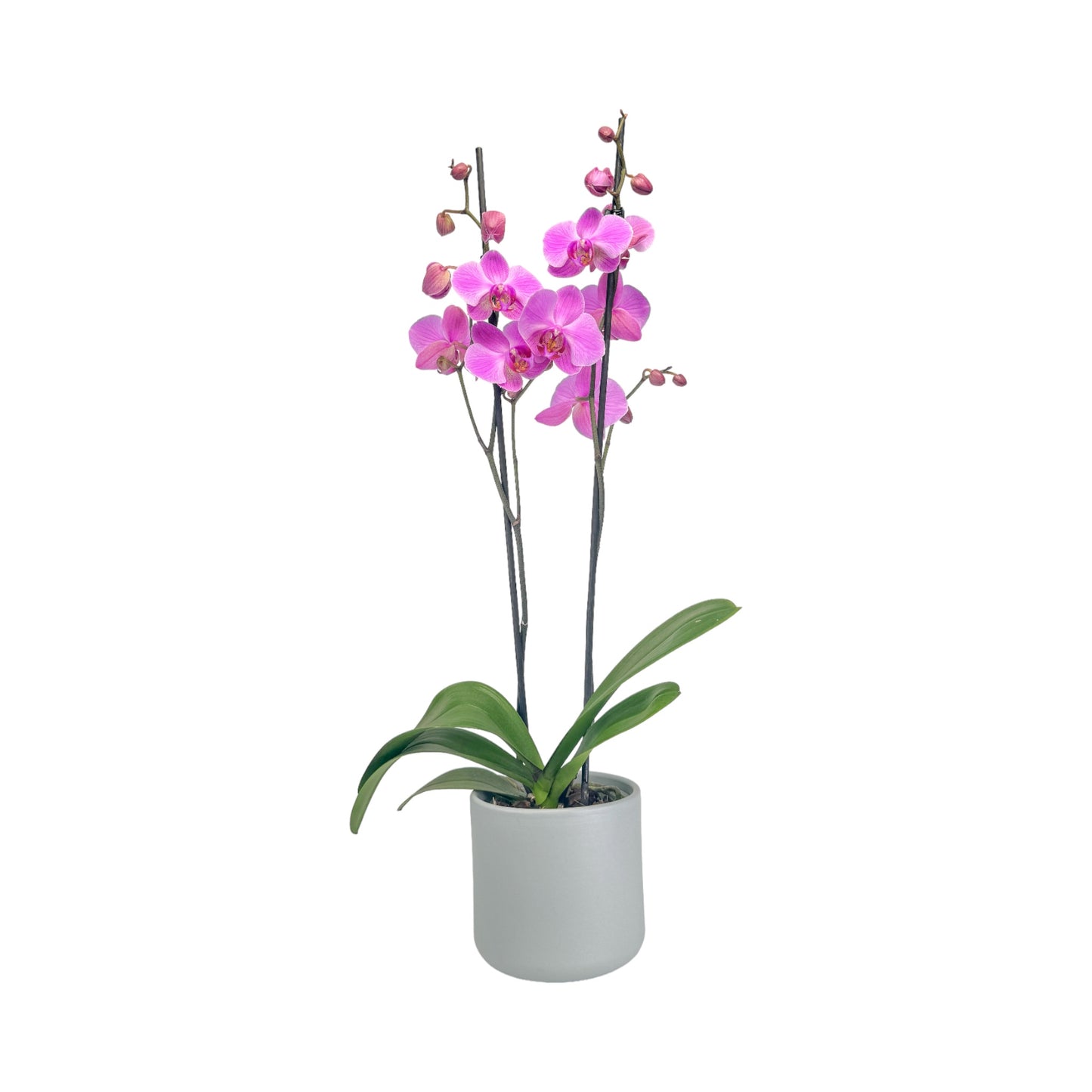 Phalaenopsis 12cm Twin Stem Pink in Cambridge Ceramic
