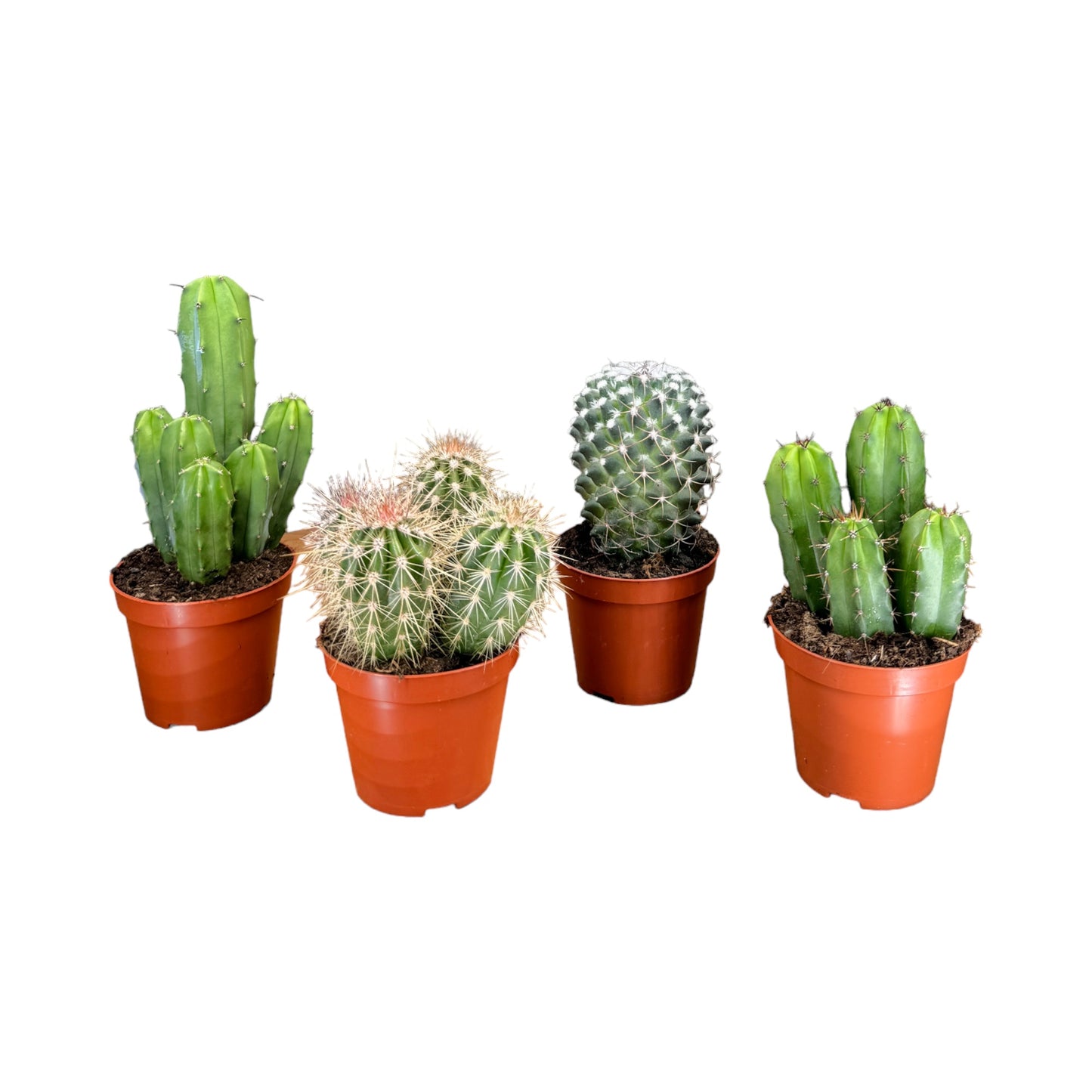 Cacti 8.5cm Cereus & Bolcactus Mix