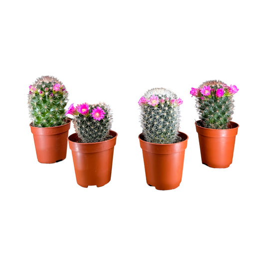Cacti 5.5cm Mammillaria Flowering