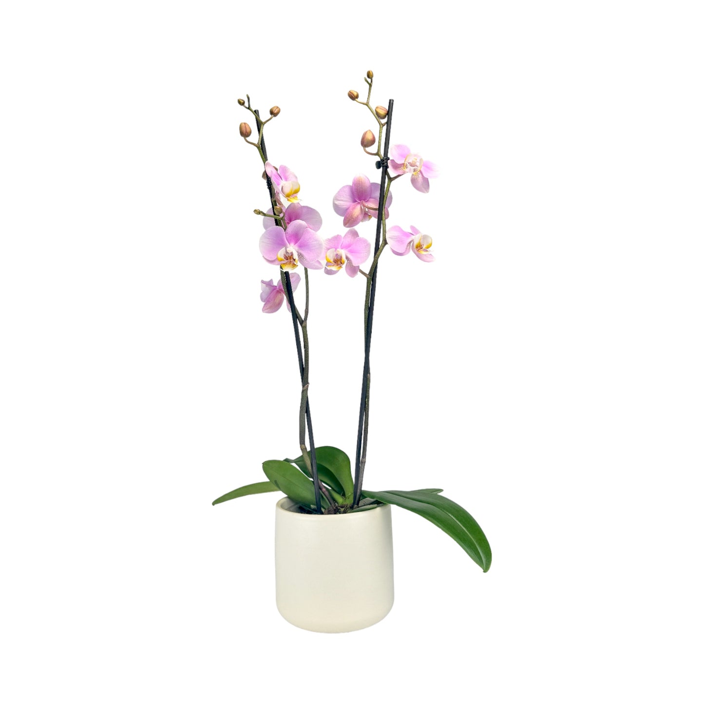 Phalaenopsis 12cm Twin Stem Pink in Cambridge Ceramic