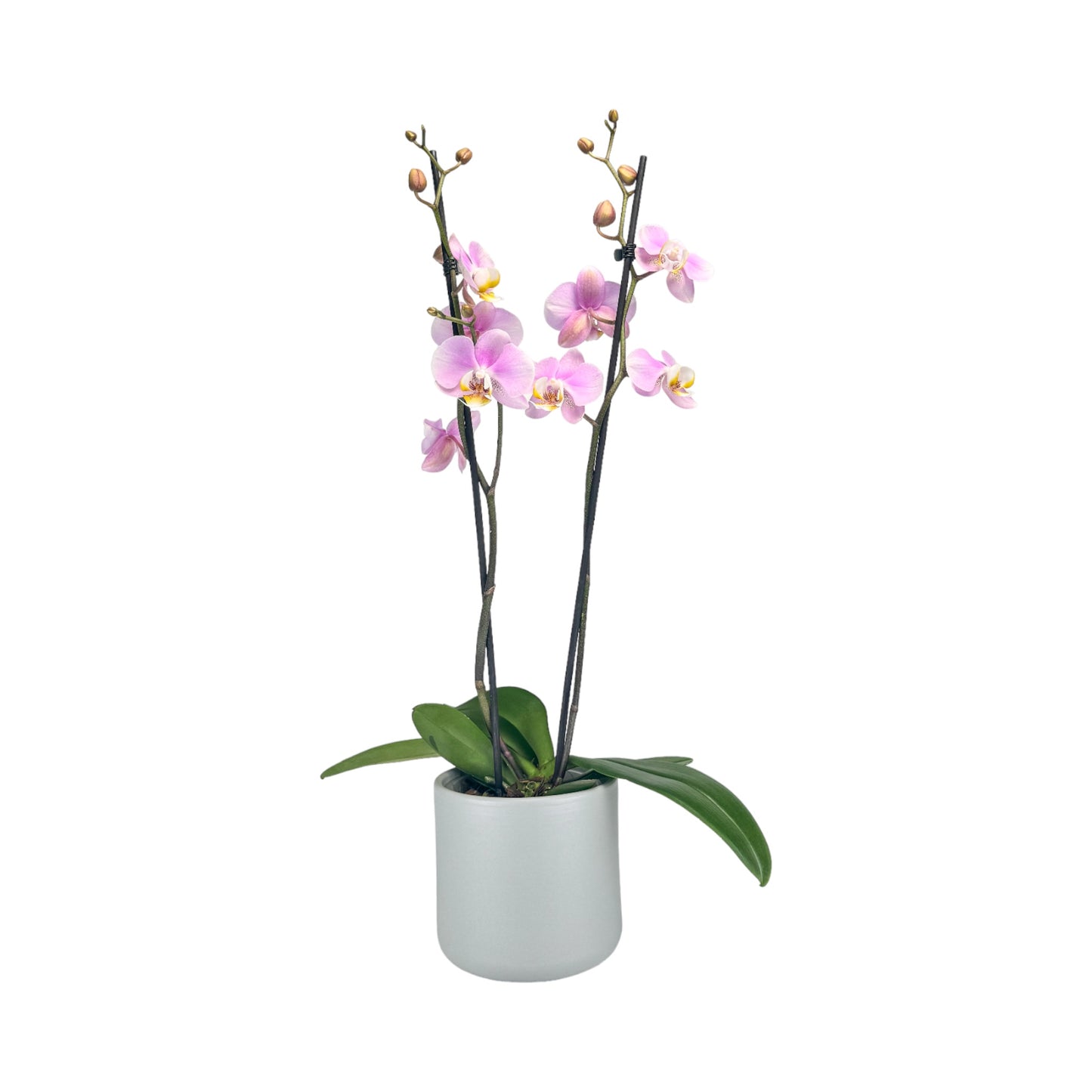 Phalaenopsis 12cm Twin Stem Pink in Cambridge Ceramic
