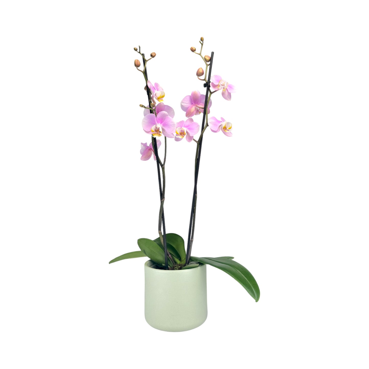 Phalaenopsis 12cm Twin Stem Pink in Cambridge Ceramic