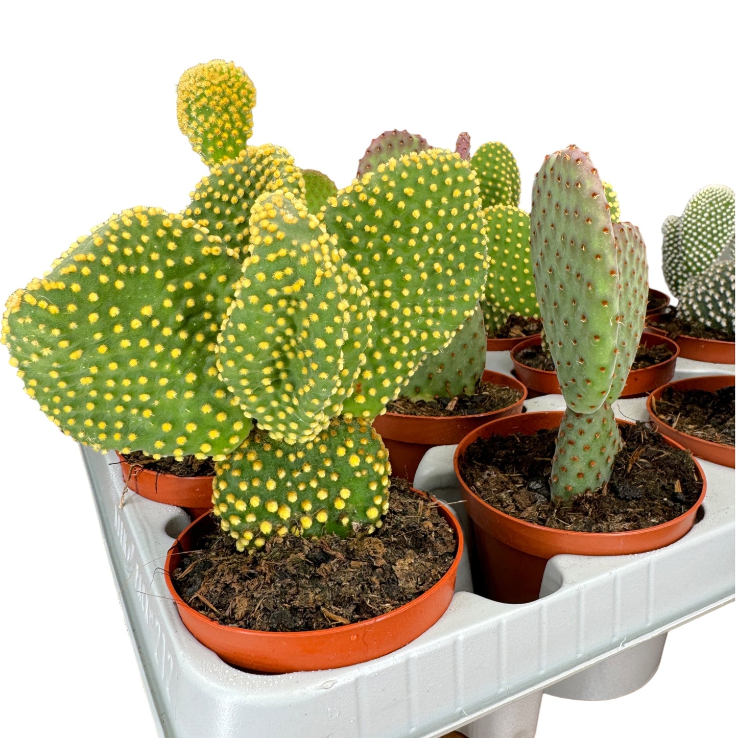 Cacti 8.5cm Opuntia Mix