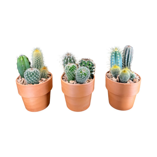 Cacti 10cm Trio Planter in Terracotta