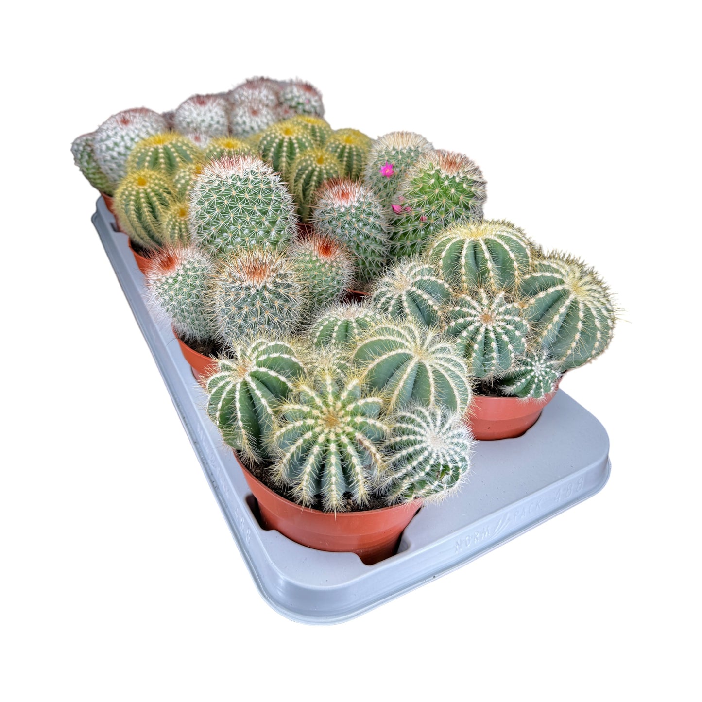 Cacti 12cm Bolcactus Mix - Cacti The Horti House