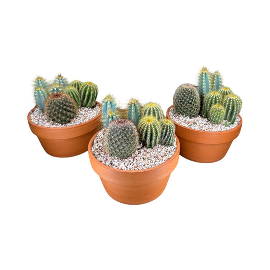Cacti 17cm Premium Trio Planter in Terracotta