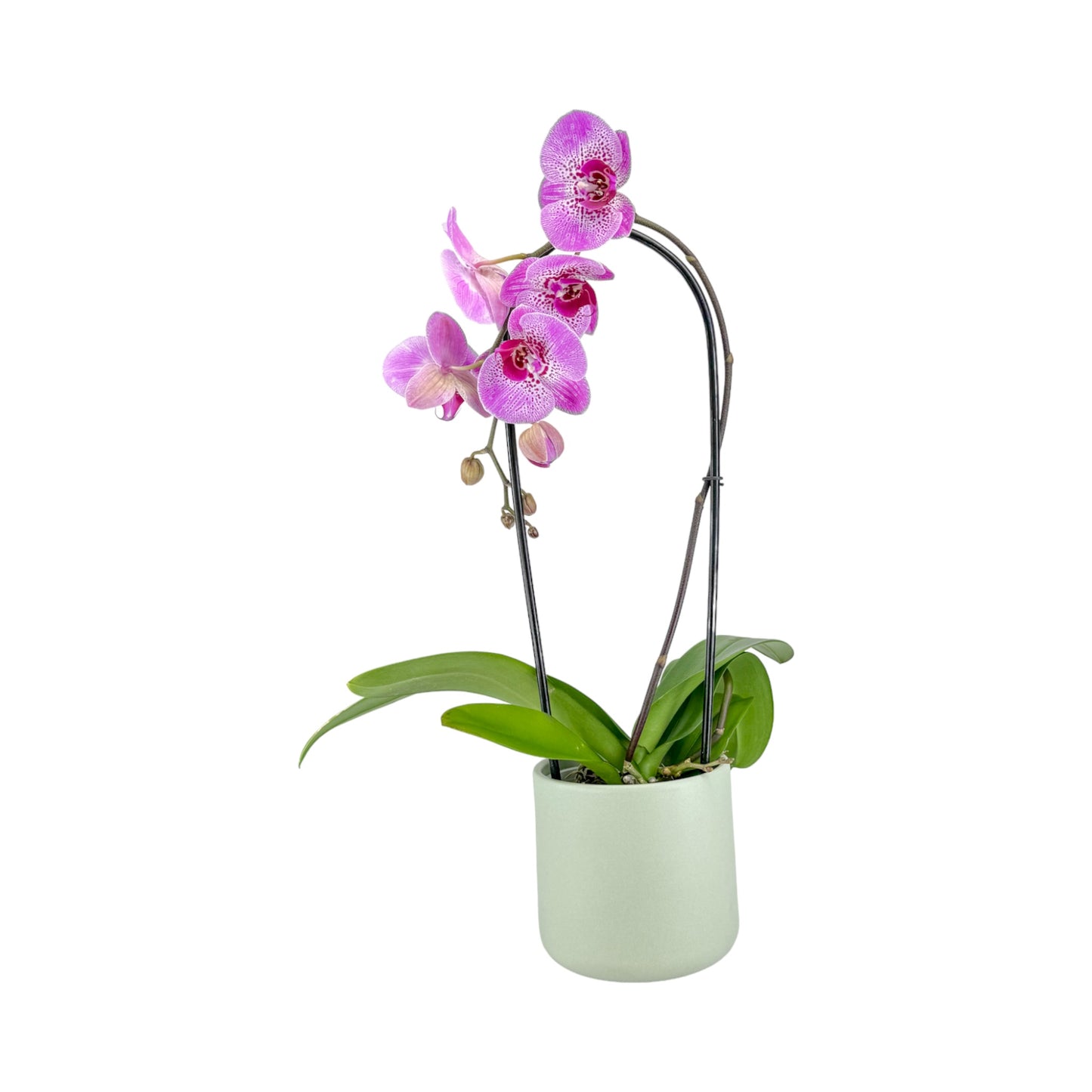 Phalaenopsis 12cm Cascade Mixed Colours in Cambridge Ceramic