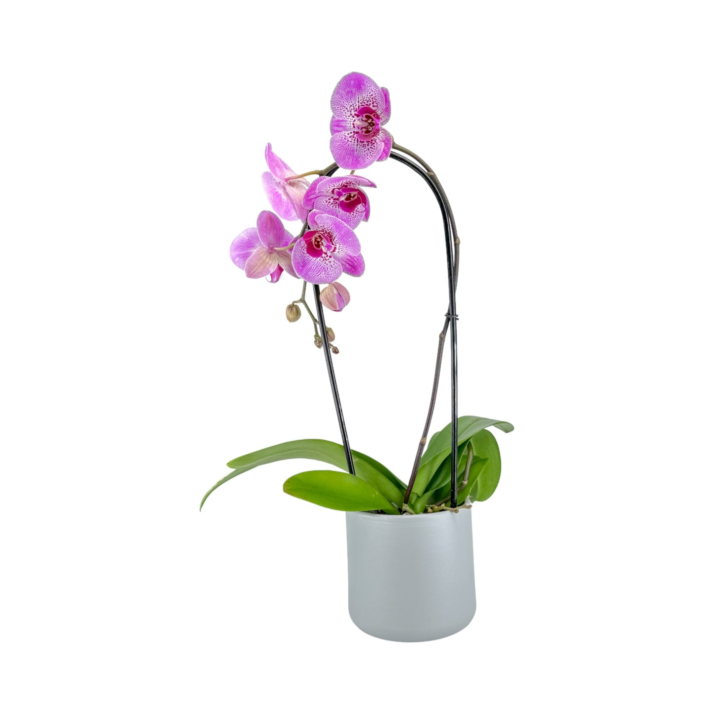 Phalaenopsis 12cm Cascade Mixed Colours in Cambridge Ceramic