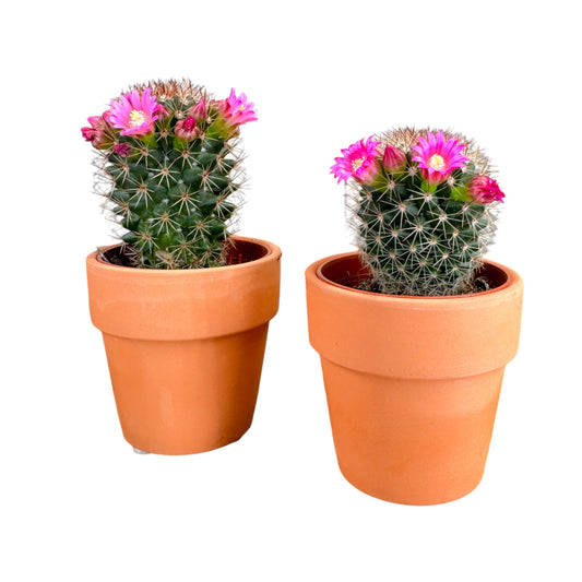 Cacti 5.5cm Mammillaria Flowering in Terracotta