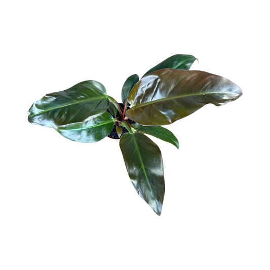 Philodendron 12cm Imperial Red