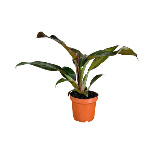 Philodendron 12cm Imperial Red