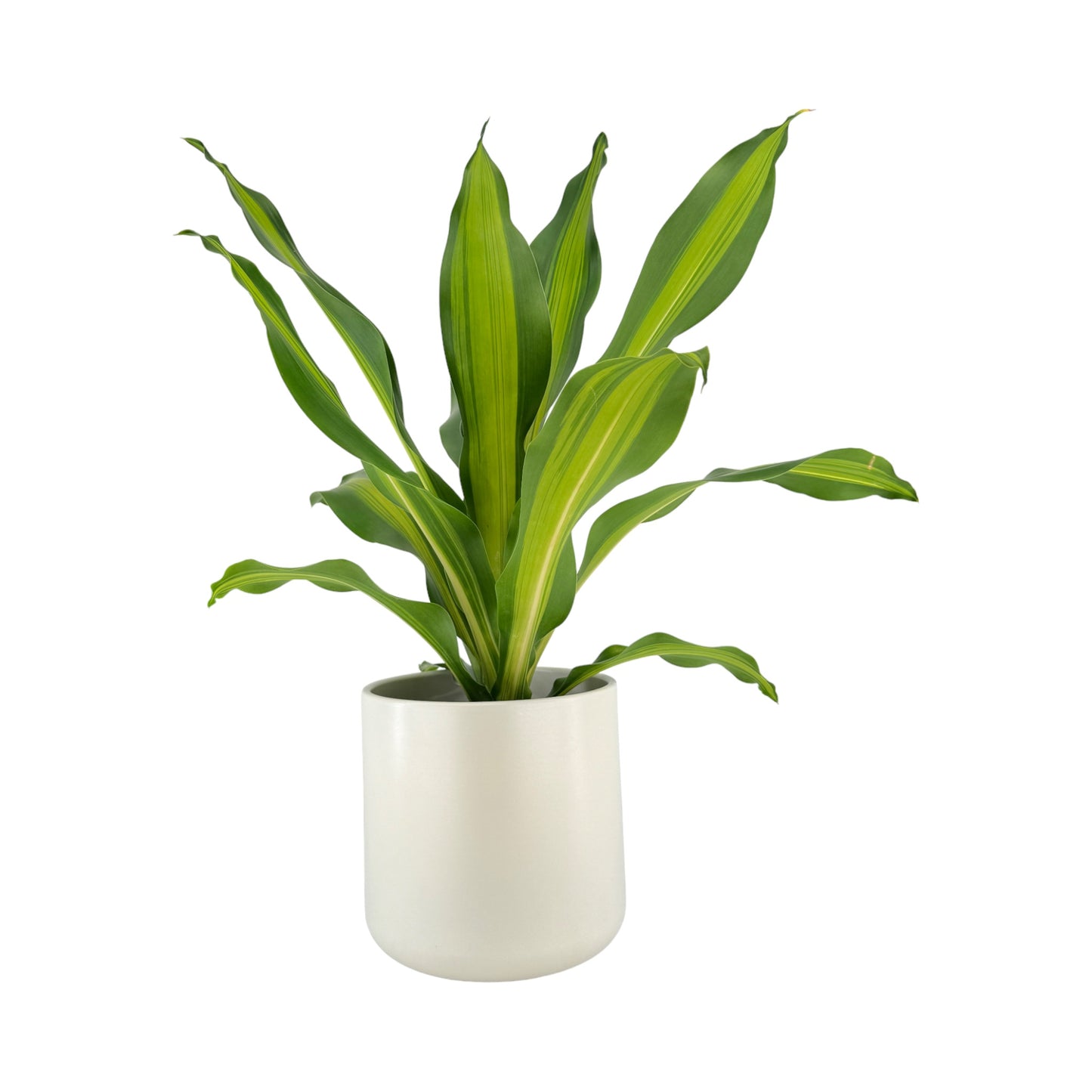 Green Plant 17cm British Mix in Cambridge Ceramic - Green Plant The Horti House