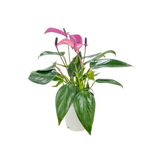 Anthurium 9cm 'Zizou' & 'Lilli' - Flowering The Horti House