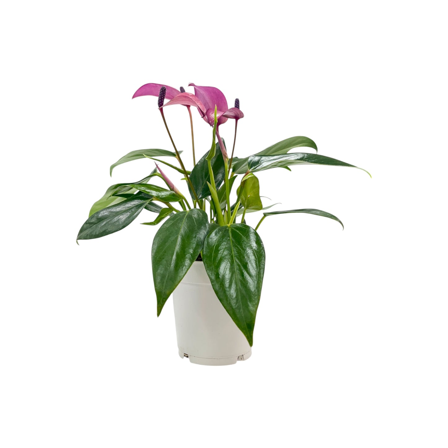 Anthurium 9cm 'Zizou' & 'Lilli' - Flowering The Horti House
