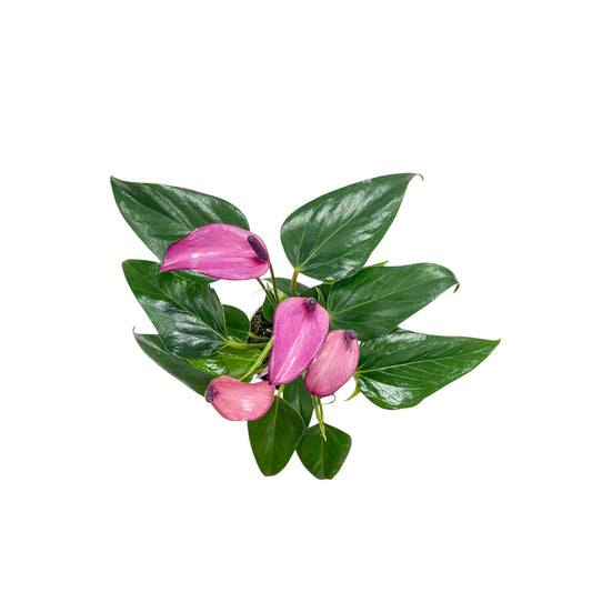 Anthurium 9cm 'Zizou' & 'Lilli' - Flowering The Horti House