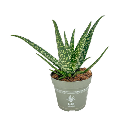 Aloe 14cm Medivera Mix - Succulent The Horti House