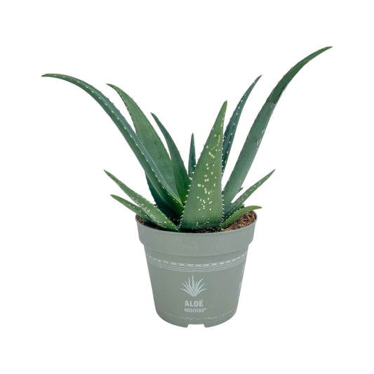 Aloe 14cm Medivera Mix - Succulent The Horti House