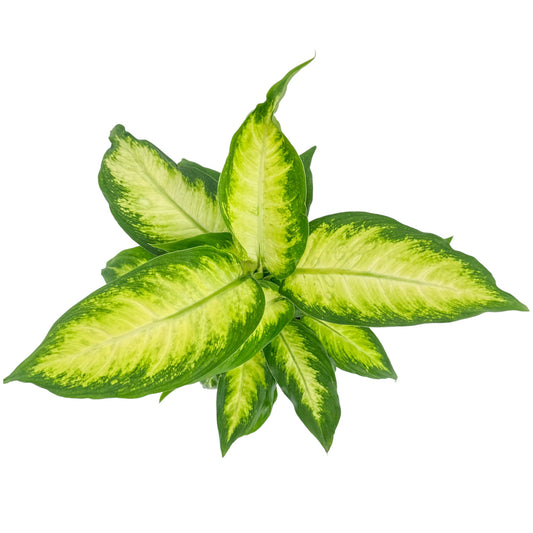 Dieffenbachia 12cm Mix