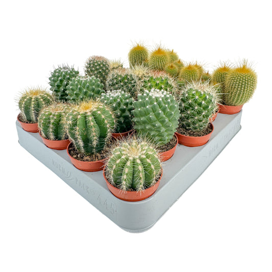 Cacti 5.5cm Bolcactus Mix - Cacti The Horti House