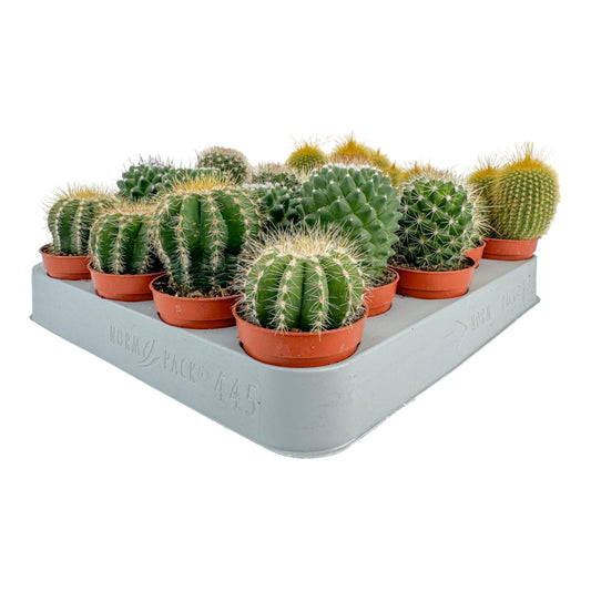 Cacti 5.5cm Bolcactus Mix - Cacti The Horti House