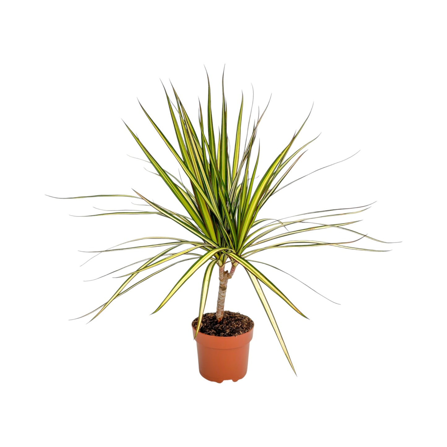 Dracaena 12cm Marginata