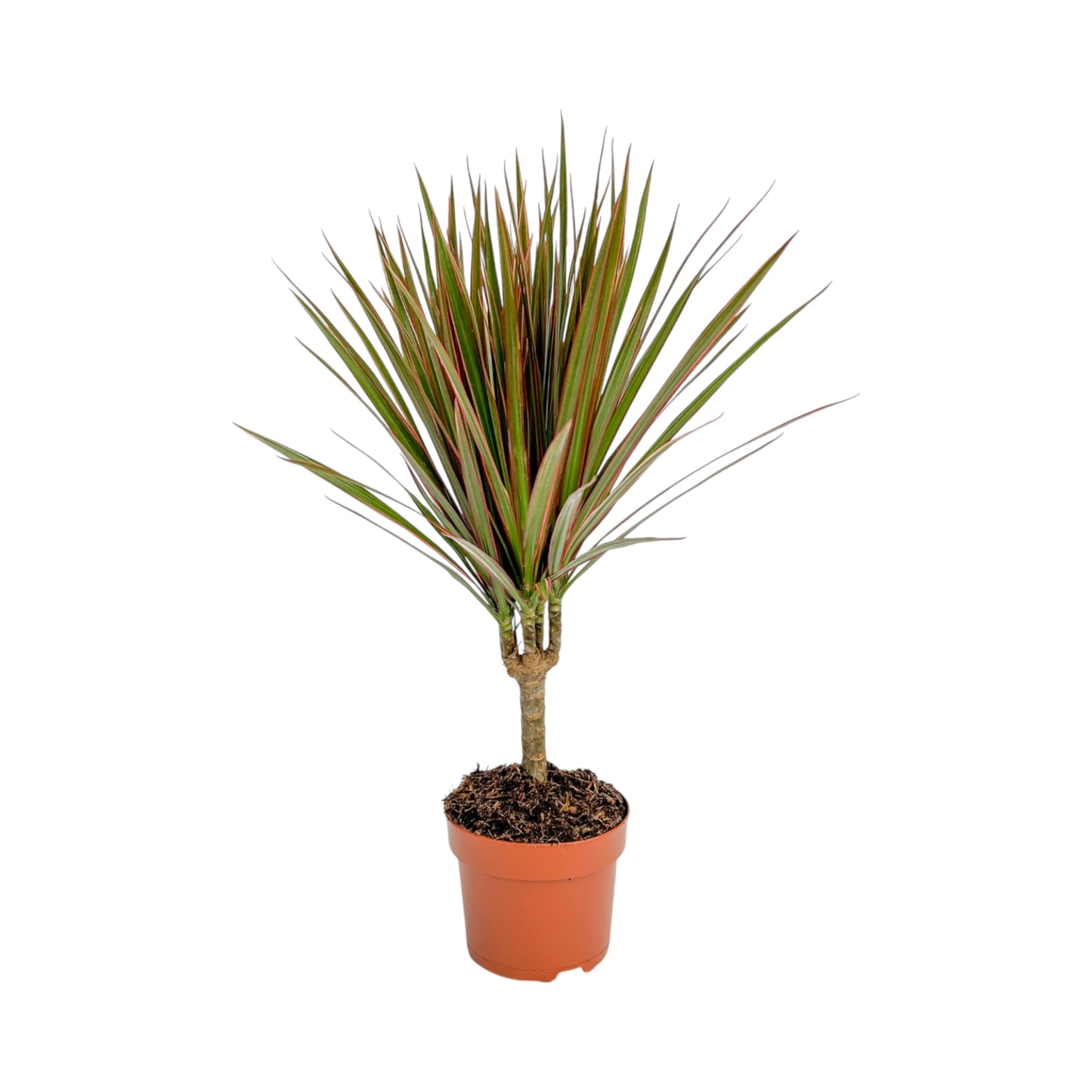 Dracaena 12cm Marginata