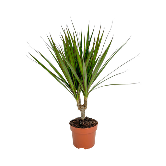 Dracaena 12cm Marginata
