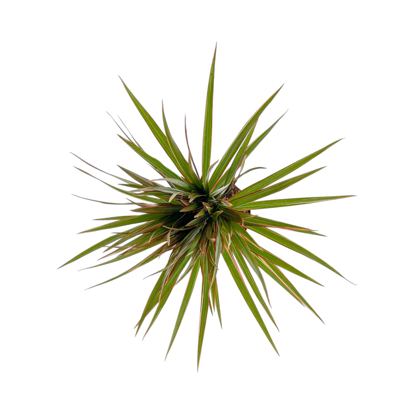 Dracaena 12cm Marginata