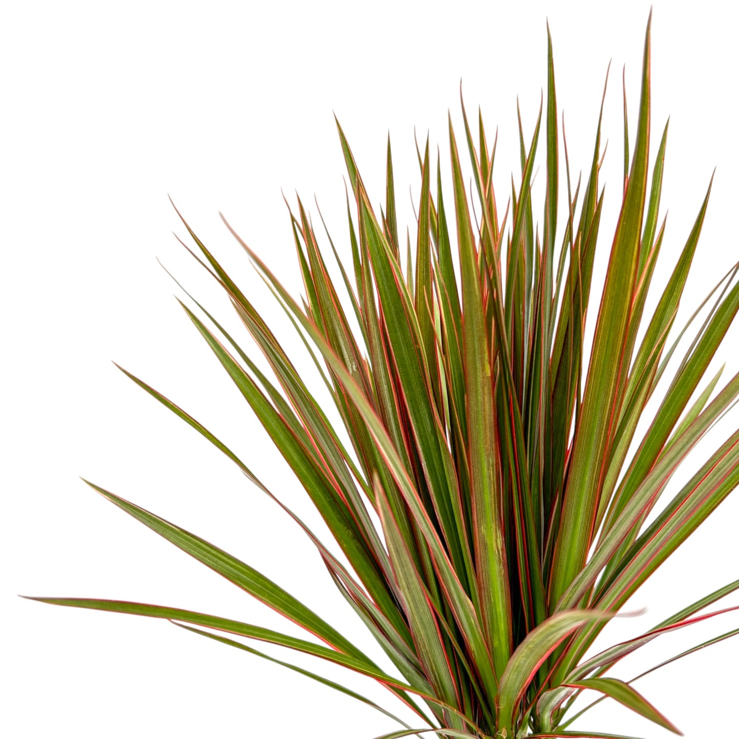 Dracaena 12cm Marginata