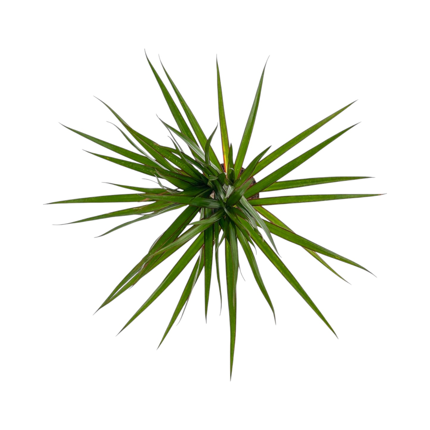 Dracaena 12cm Marginata