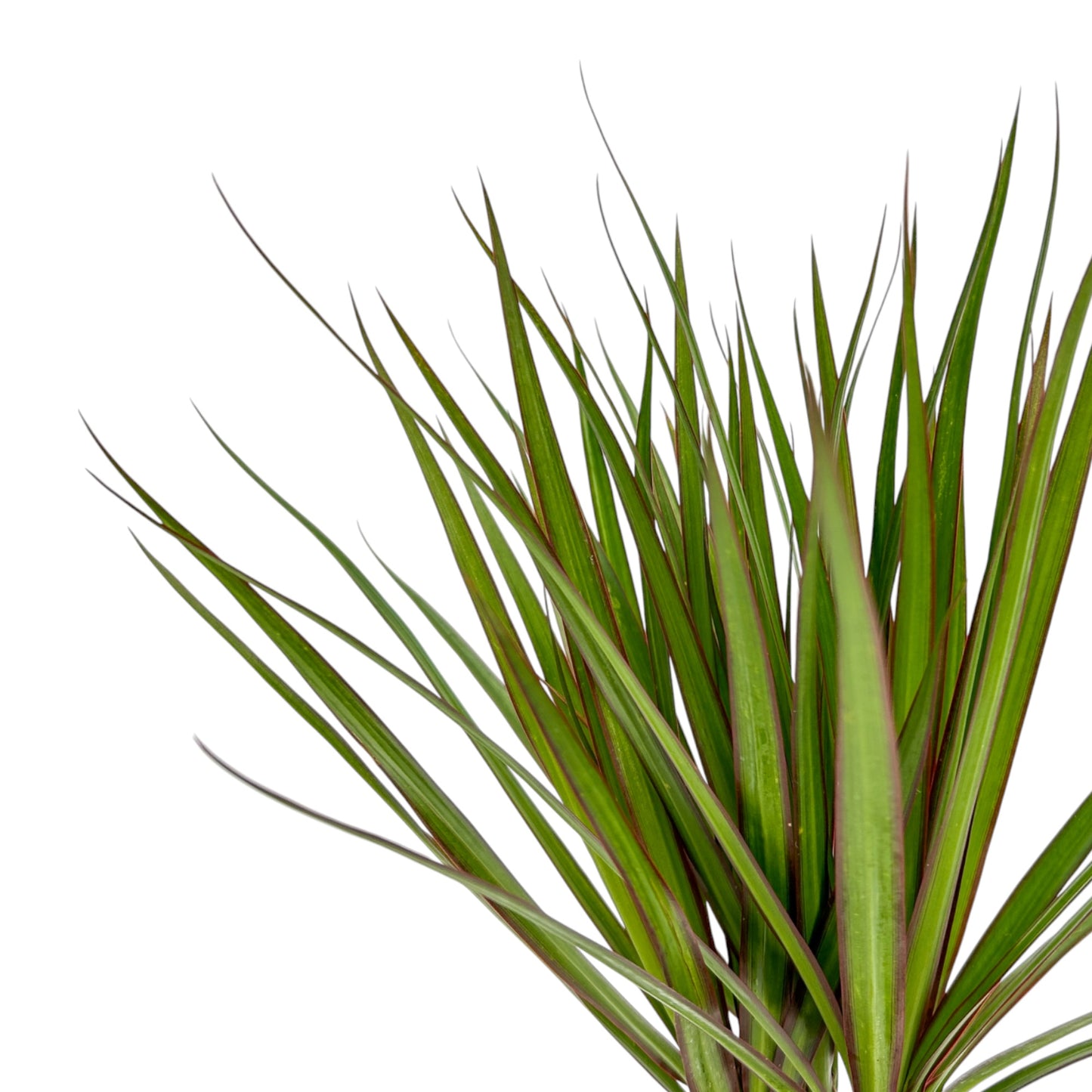 Dracaena 12cm Marginata