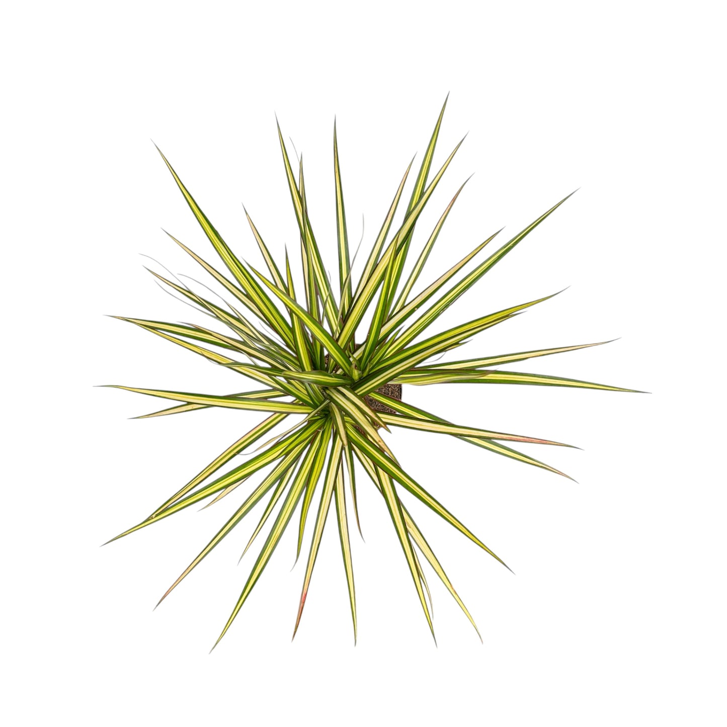 Dracaena 12cm Marginata