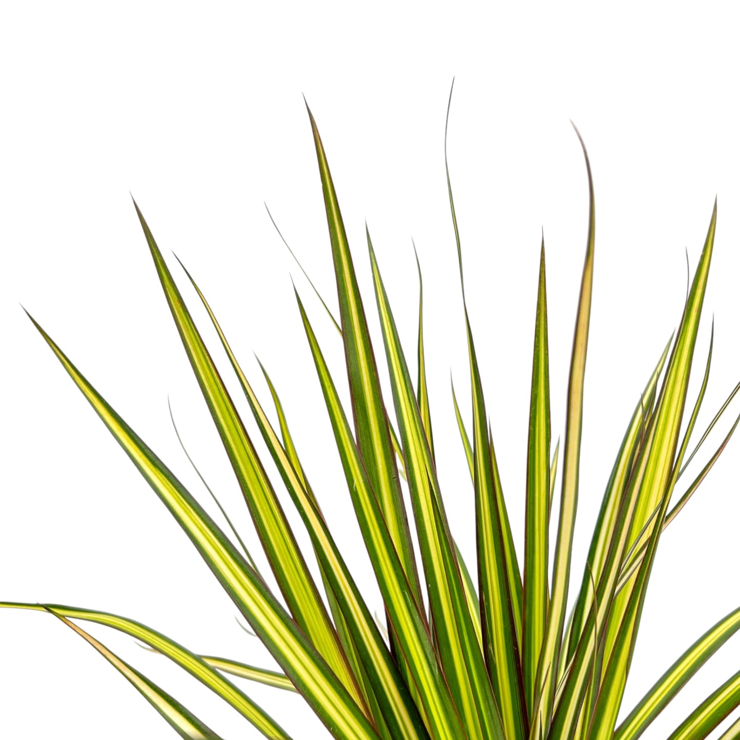 Dracaena 12cm Marginata