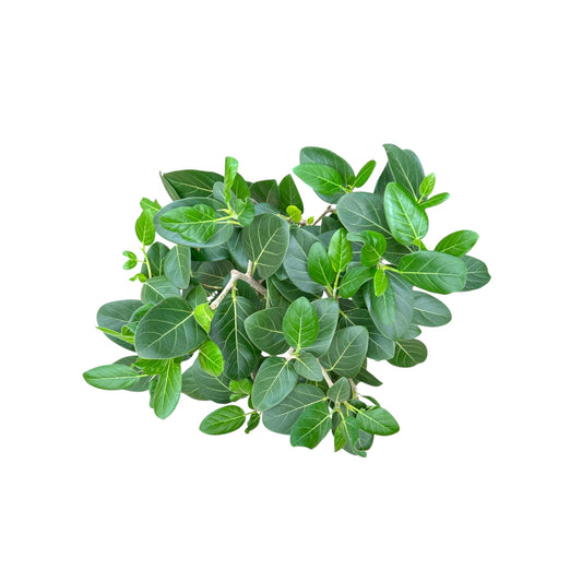 Ficus 24cm Audrey - Green Plant The Horti House