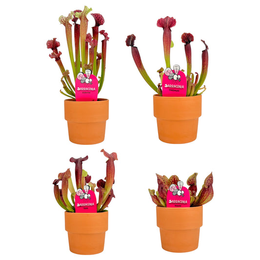 Carnivorous 8.5cm Sarracenia Mix in Terracotta - Carnivorous The Horti House