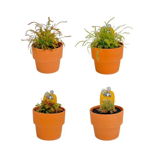 Carnivorous 8.5cm Drosera Sundew Mix in Terracotta - Carnivorous The Horti House
