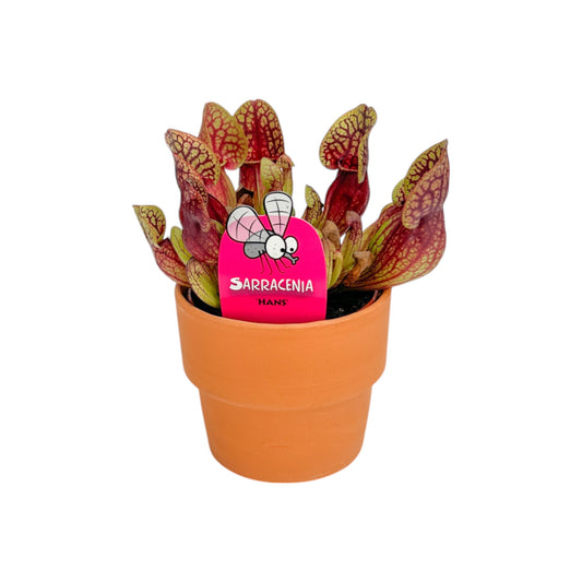 Carnivorous 8.5cm Sarracenia Mix in Terracotta - Carnivorous The Horti House