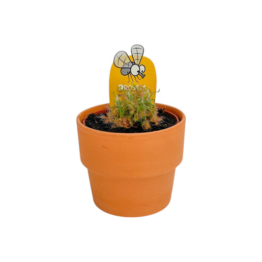 Carnivorous 8.5cm Drosera Sundew Mix in Terracotta - Carnivorous The Horti House