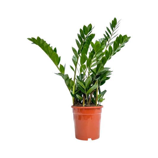 Zamioculcas 17cm Zamiifolia - Green Plant The Horti House