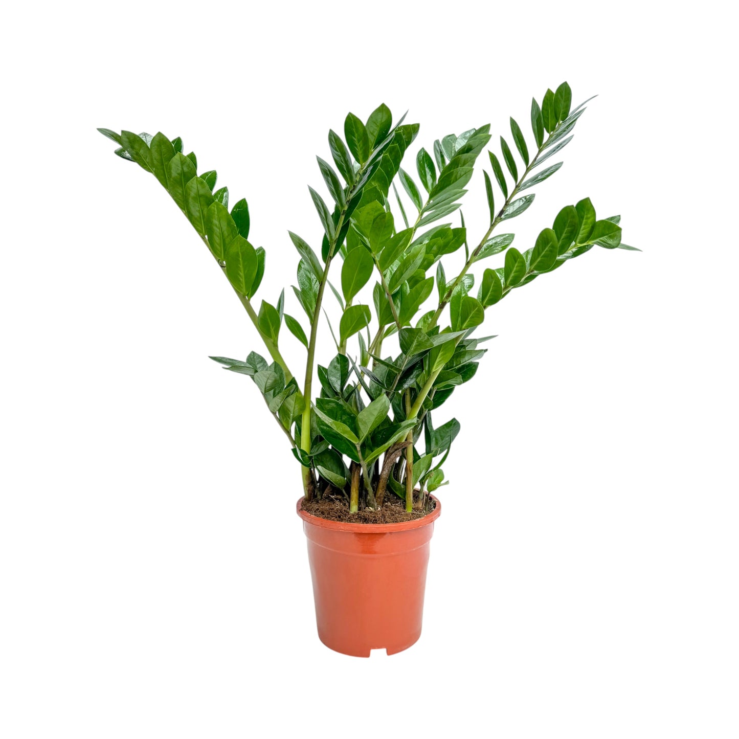 Zamioculcas 17cm Zamiifolia - Green Plant The Horti House