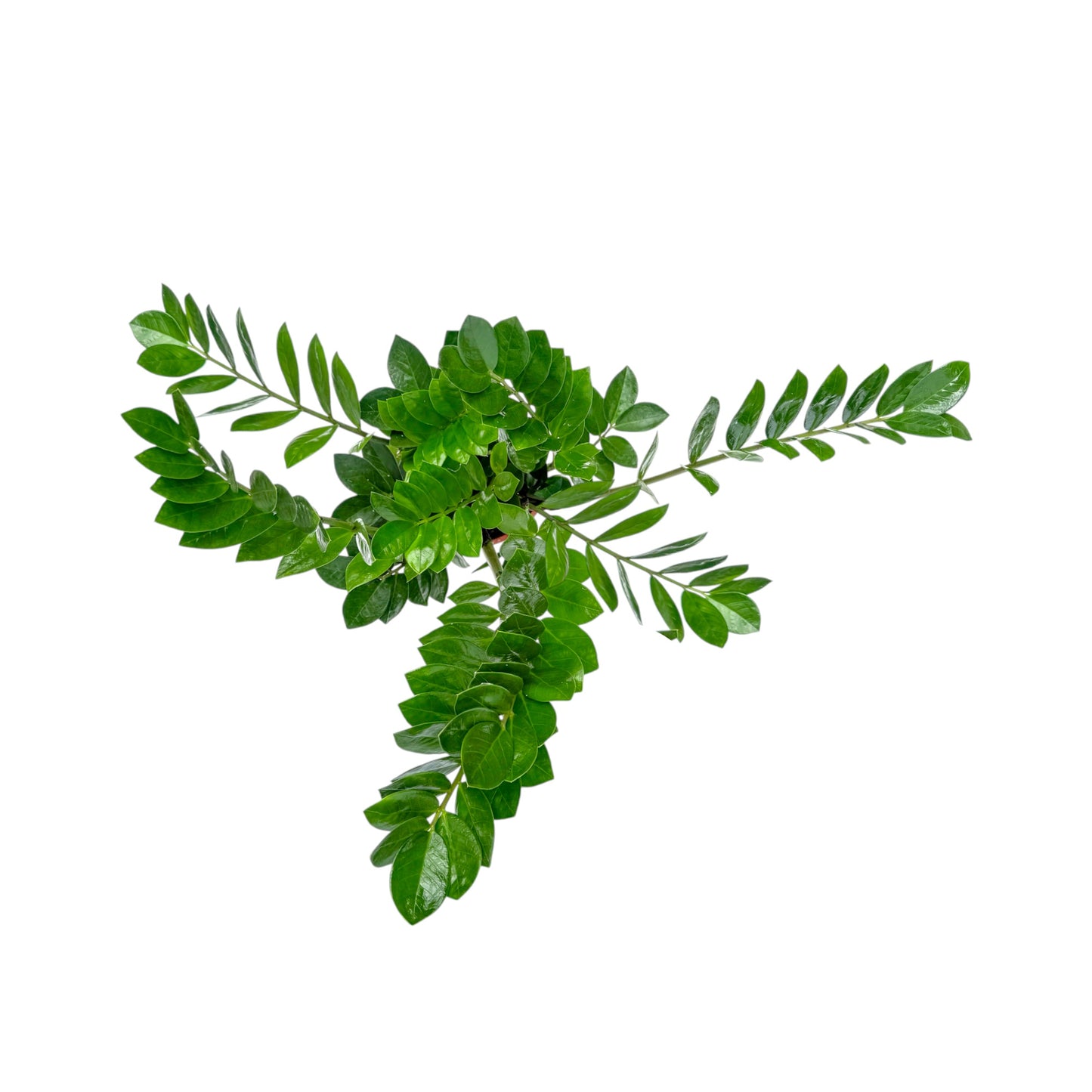 Zamioculcas 17cm Zamiifolia - Green Plant The Horti House